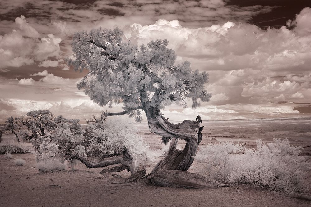 Twisted tree in the Desert near the Salton Sea-California art print by Carol Highsmith for $57.95 CAD