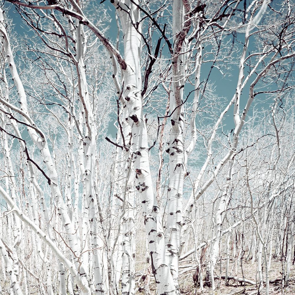 Birch trees in Utah High Country art print by Carol Highsmith for $57.95 CAD