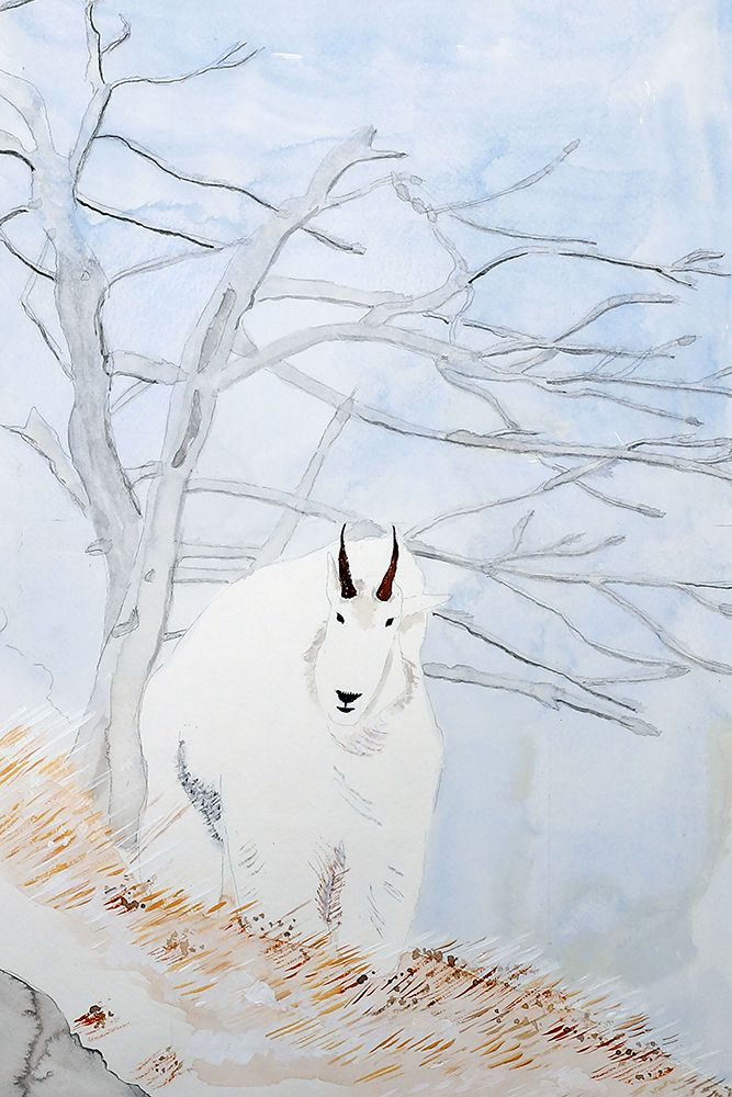 Mountain Goat art print by Wynn Derr for $57.95 CAD