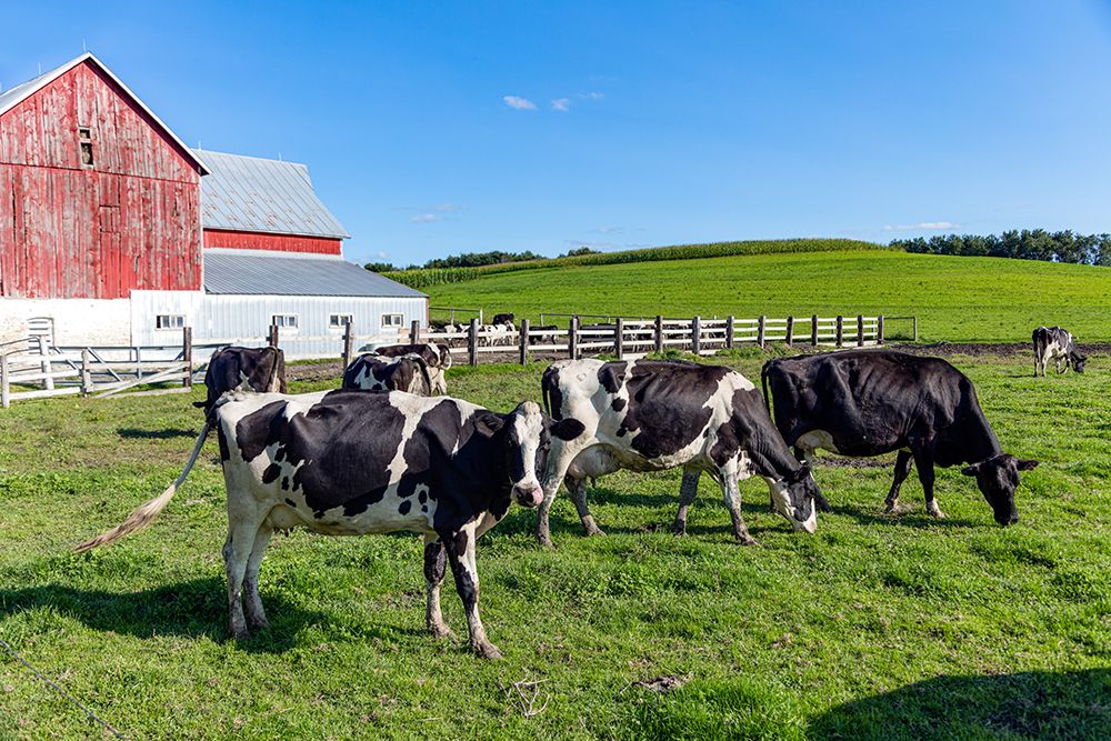 Holstein Dairy Cows at a Farm art print by Carol Highsmith for $57.95 CAD