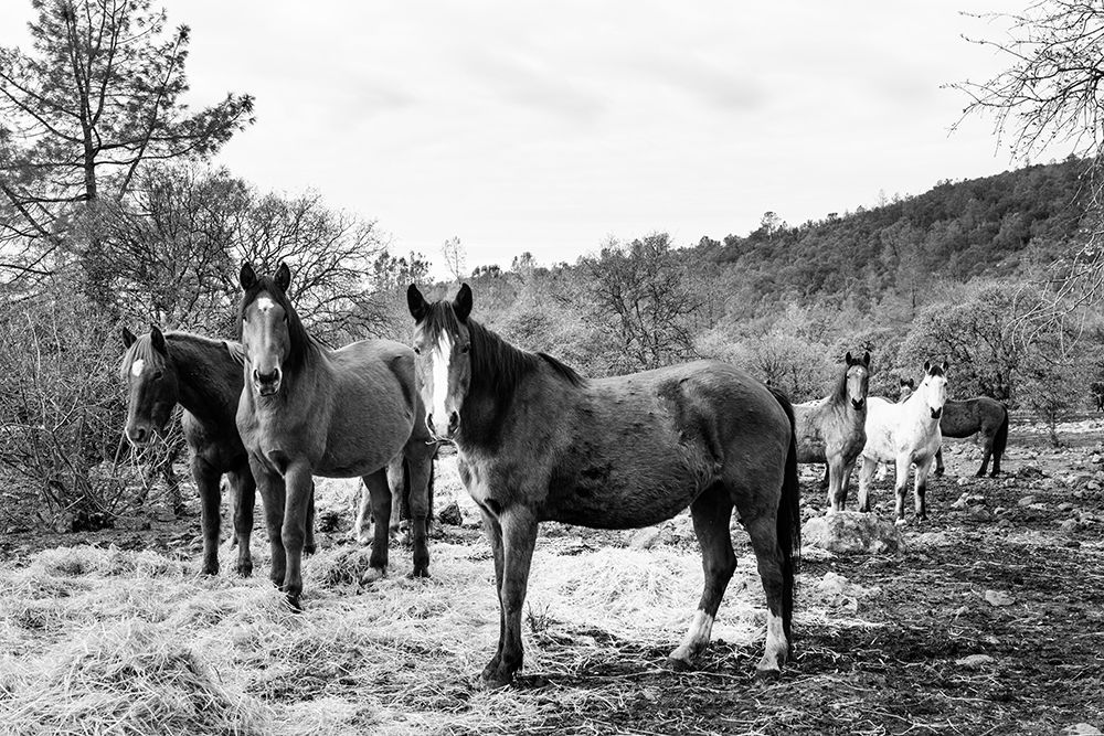 Curious Horses Red River County near Detroit-Texas art print by Carol Highsmith for $57.95 CAD