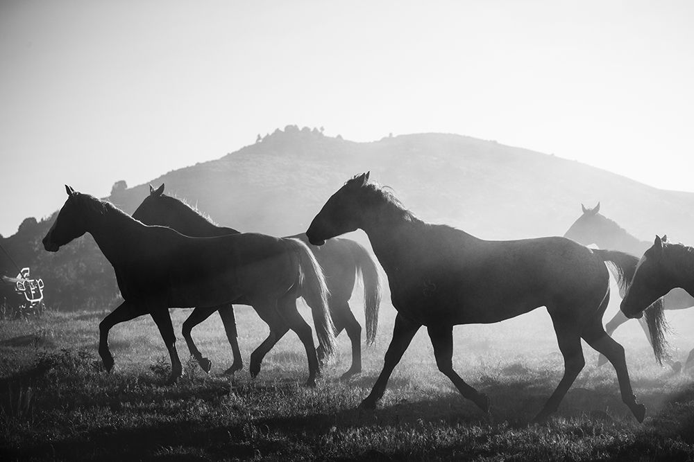 Horses head for the Corral-Riverside-Wyoming art print by Carol Highsmith for $57.95 CAD