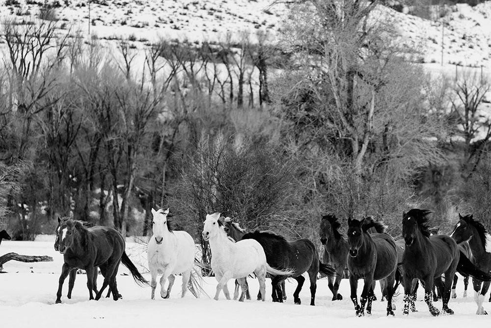 Wild Horses at the Wyoming-Colorado border II art print by Carol Highsmith for $57.95 CAD