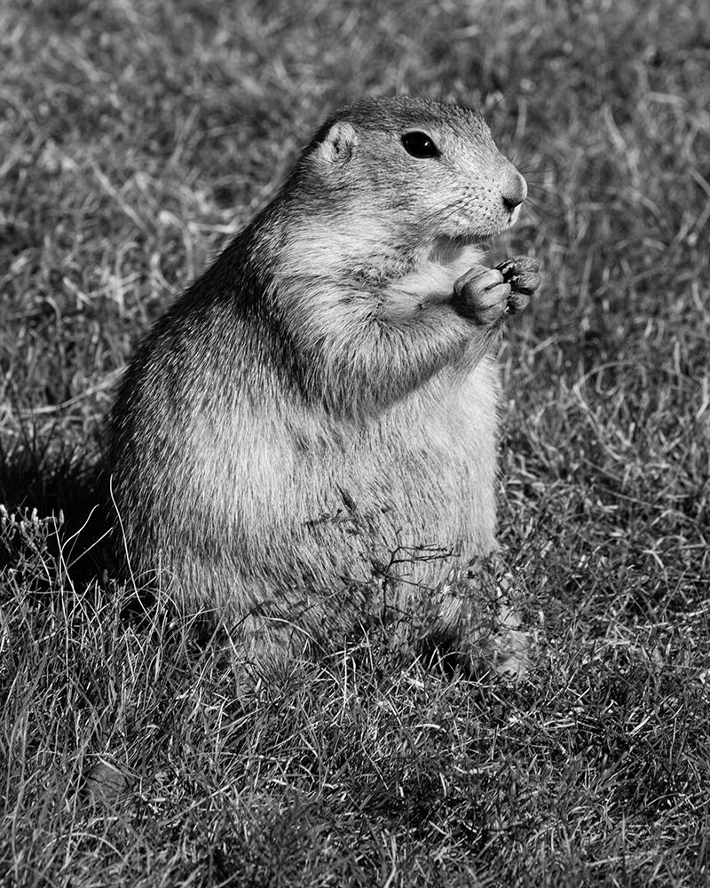 Prairie dog at Devils Tower National Monument-Wyoming art print by Carol Highsmith for $57.95 CAD