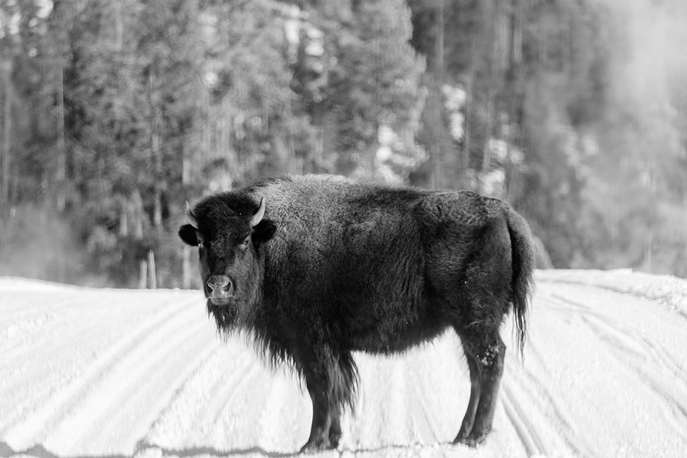 American bison Yellowstone National Park Wyoming art print by Carol Highsmith for $57.95 CAD