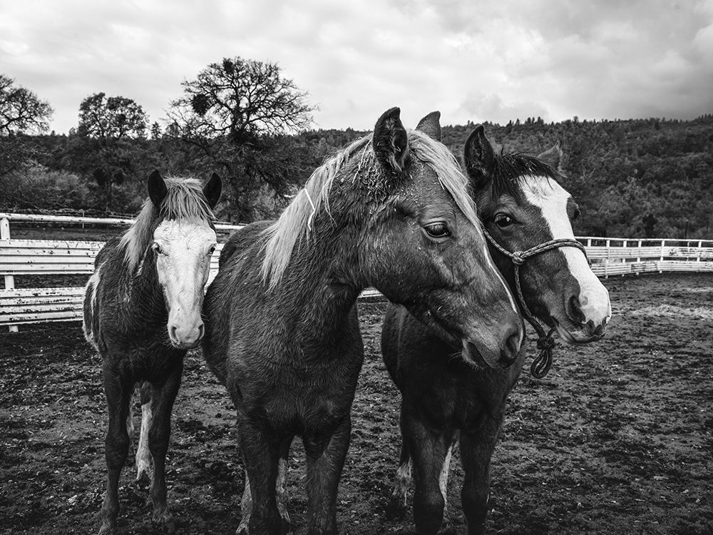 Yearlings on a ranch in Red River County Detroit-Texas art print by Carol Highsmith for $57.95 CAD