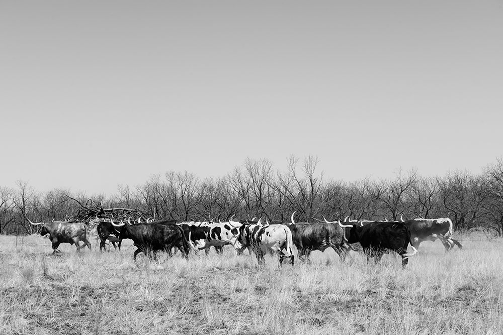 Longhorn cattle grazing near Fort Griffin Texas art print by Carol Highsmith for $57.95 CAD