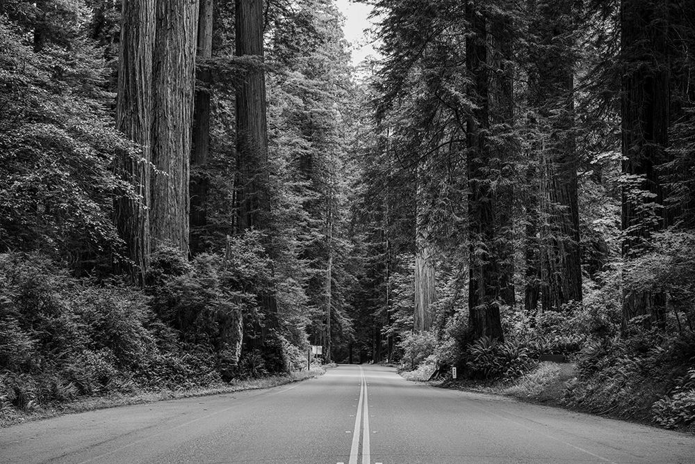 Redwood National and State Park on U.S. 101 in Northern California art print by Carol Highsmith for $57.95 CAD
