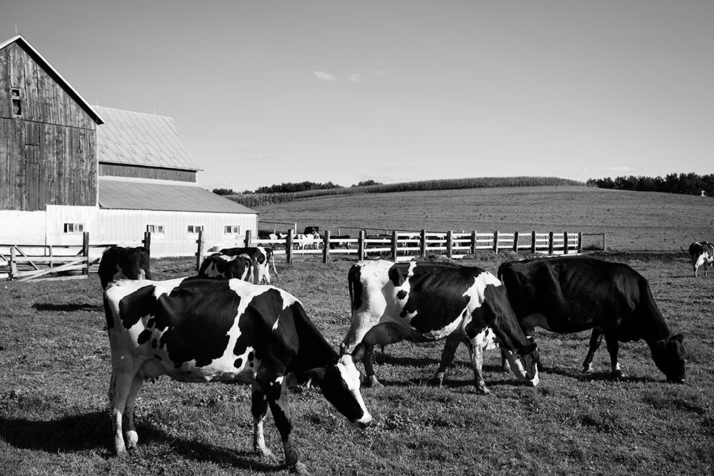 Holstein dairy cows Westby-Vernon County-Wisconsin art print by Carol Highsmith for $57.95 CAD