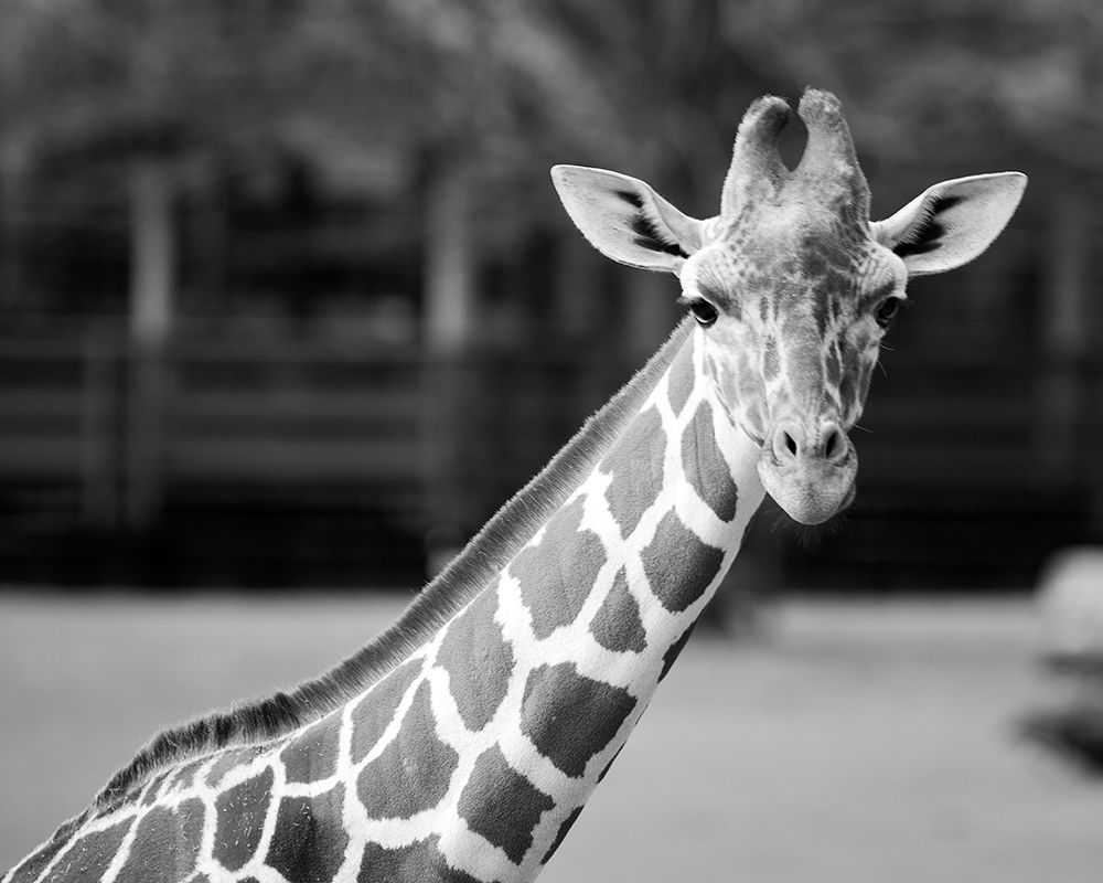 Giraffe at The Montgomery Zoo in Oak Park art print by Carol Highsmith for $57.95 CAD
