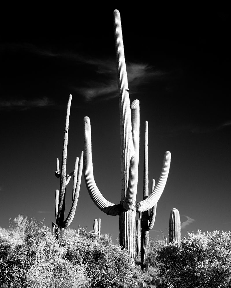 Saguaro Cactus near Tucson-Arizona art print by Carol Highsmith for $57.95 CAD