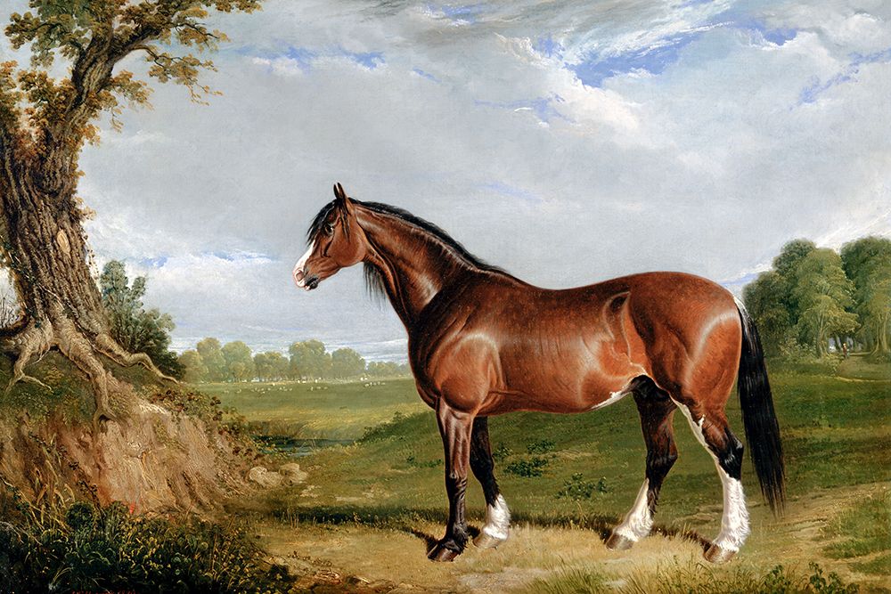 A Clydesdale Stallion art print by John Frederick Herring for $57.95 CAD