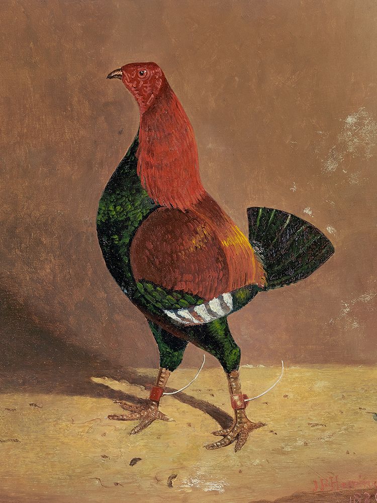 Fighting Cocks-a Dark-Breasted Fighting Cock-Facing Left art print by John Frederick Herring for $57.95 CAD