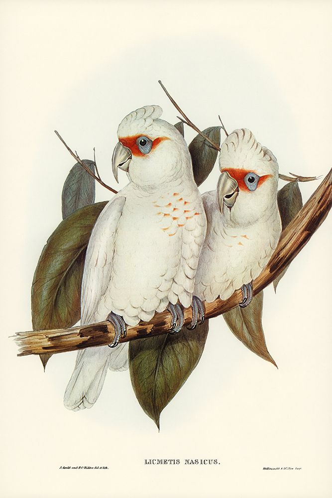 Long-billed Cockatoo-Licmetis nasicus art print by John Gould for $57.95 CAD