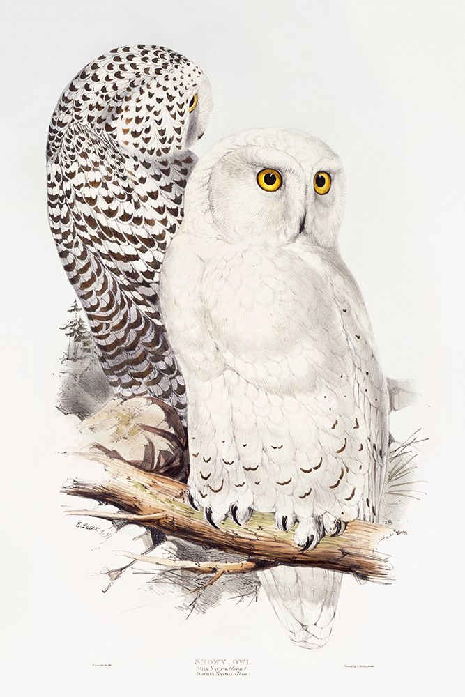 Snowy Owl art print by John Gould for $57.95 CAD