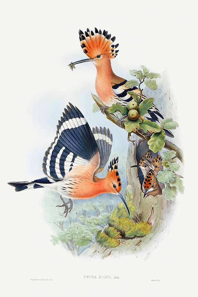 Heliomaster Angelae art print by John Gould for $57.95 CAD