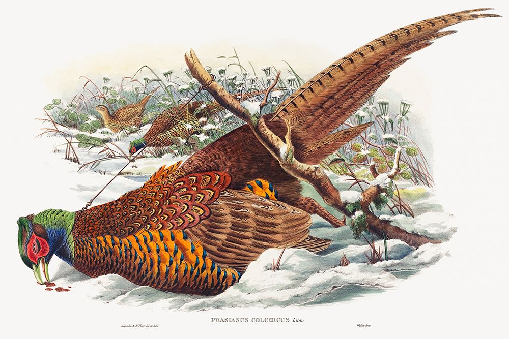Phasianus colchicus-Ring-necked Pheasant art print by John Gould for $57.95 CAD