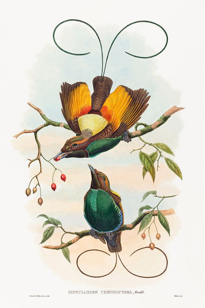 Diphyllodes chrysoptera-Magnificent Bird of Paradise art print by John Gould for $57.95 CAD