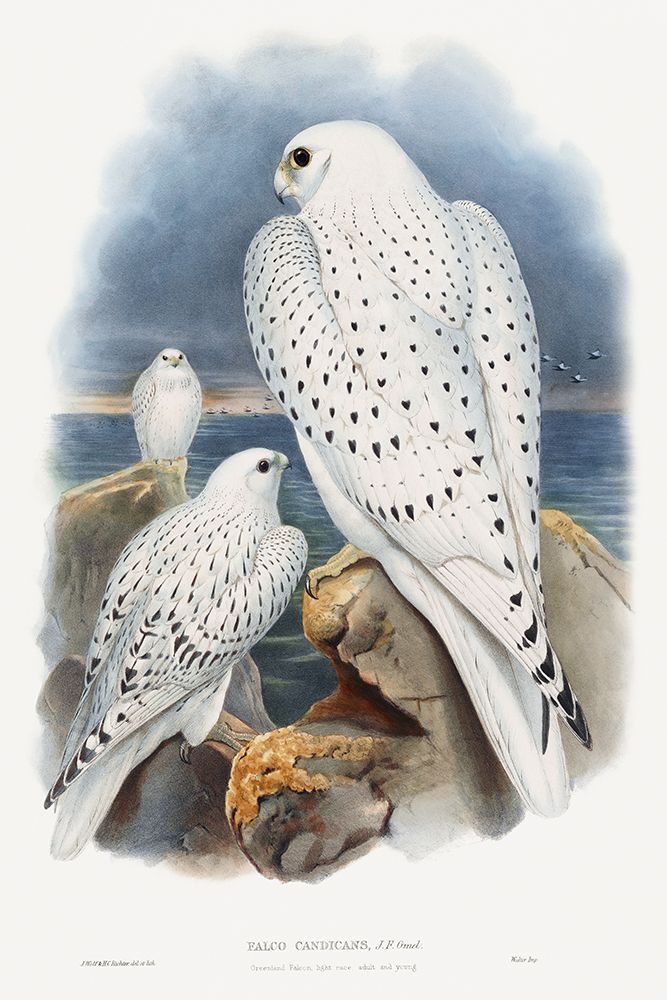 Greenland Falcon art print by John Gould for $57.95 CAD