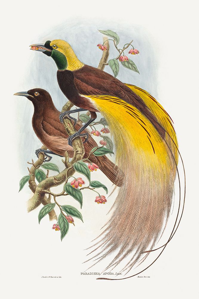 Bird of Paradise-Paradisea apoda art print by John Gould for $57.95 CAD