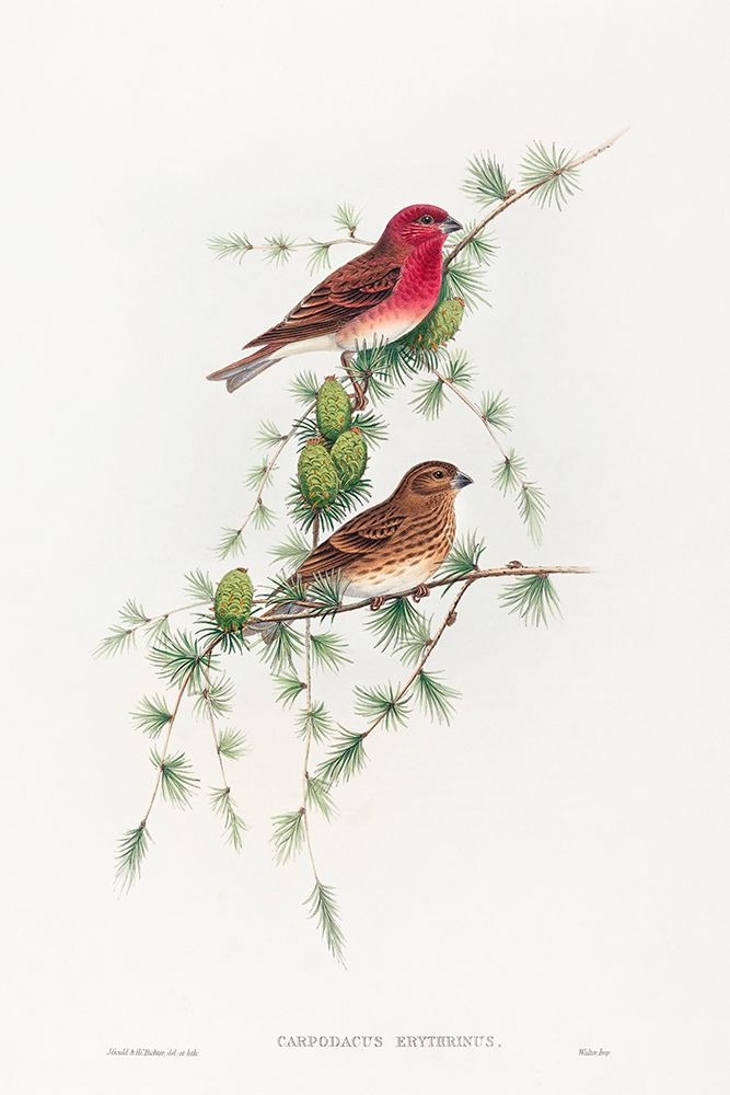 Carpodacus erythrinus-Common Rose Finch art print by John Gould for $57.95 CAD