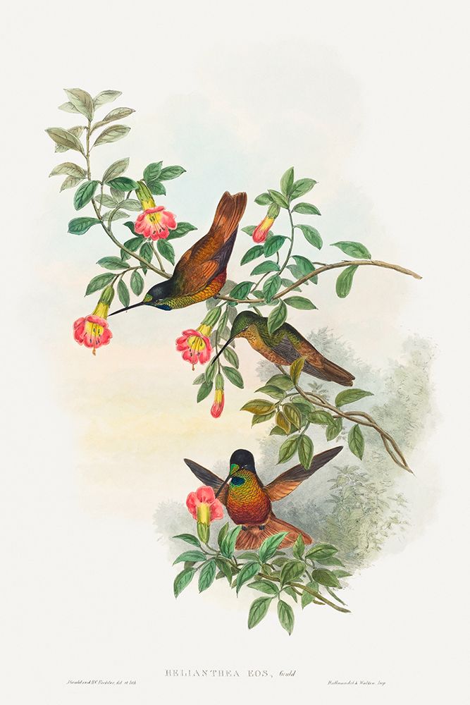 Helianthea eos-Golden Star-frontlet art print by John Gould for $57.95 CAD