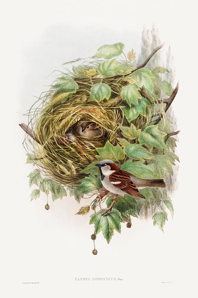 Passer Domesticus-House Sparrow art print by John Gould for $57.95 CAD