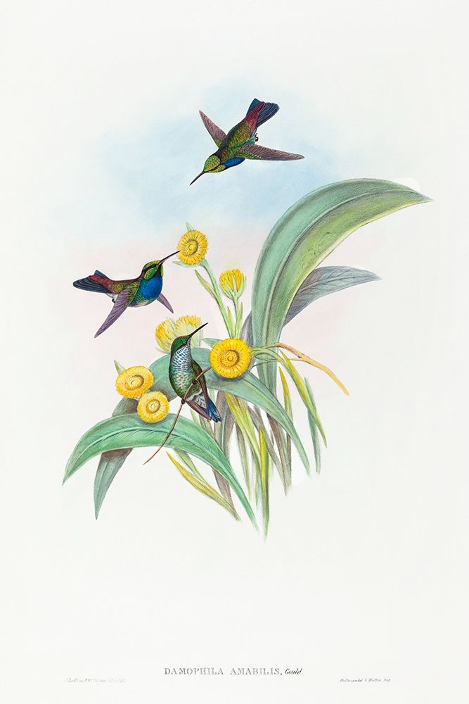 Damophila amabilis-Blue-breasted Hummingbird art print by John Gould for $57.95 CAD