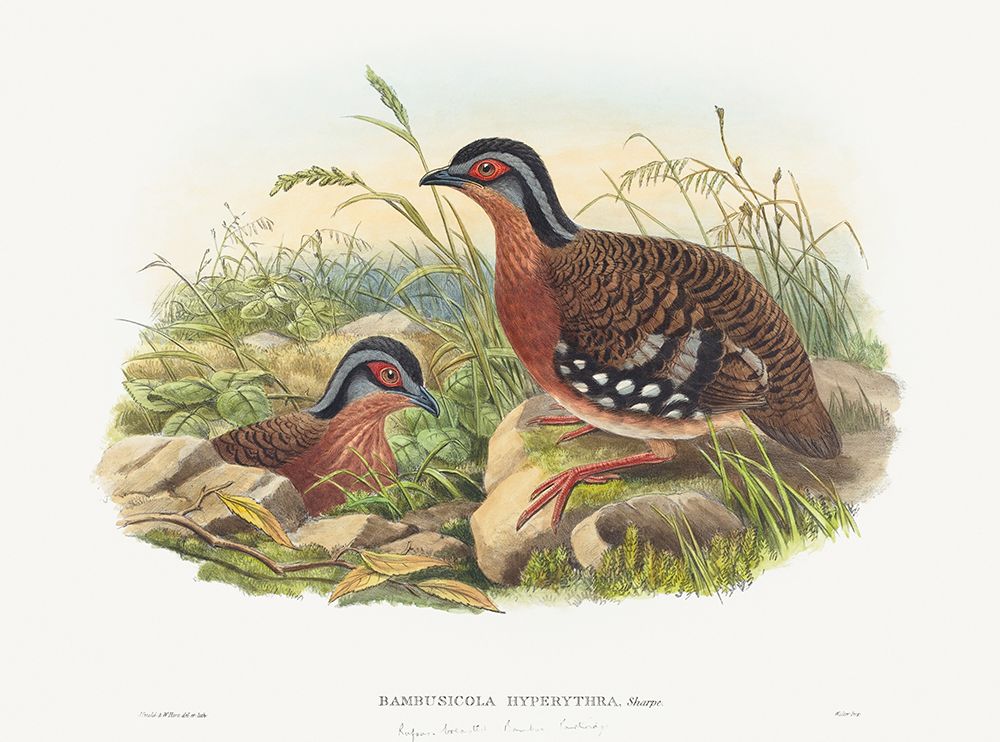Rufous-breasted Bamboo Partridge-Bambusicola Hyperythra art print by John Gould for $57.95 CAD