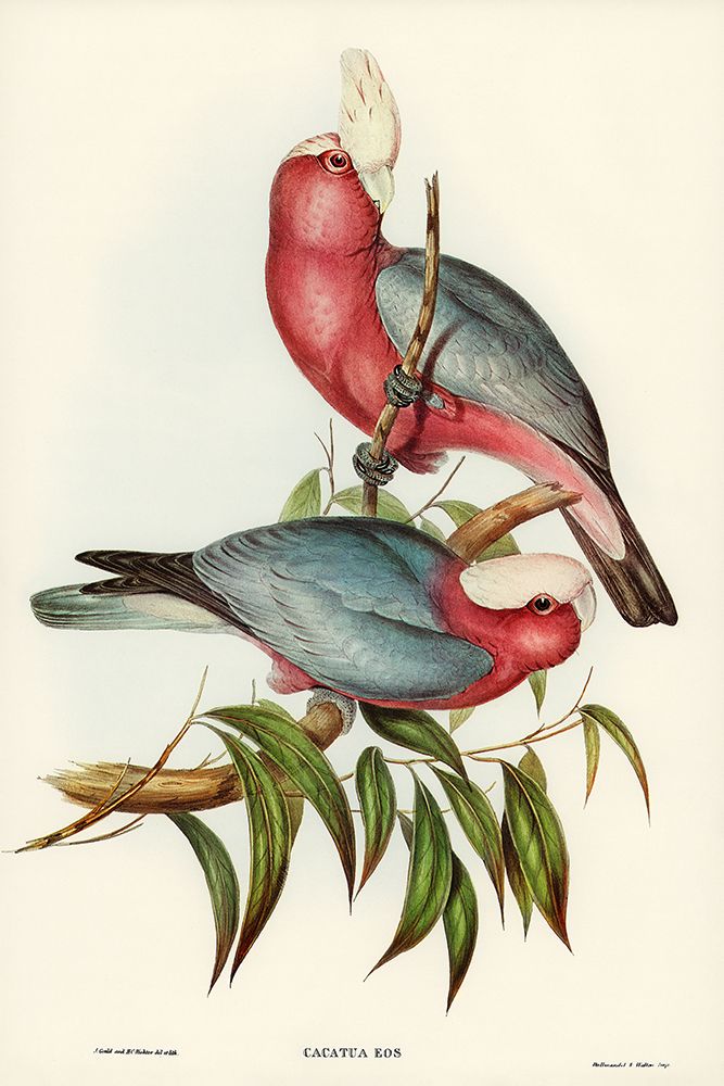 Cacatua Eos-Rose-breasted Cockatoo art print by John Gould for $57.95 CAD