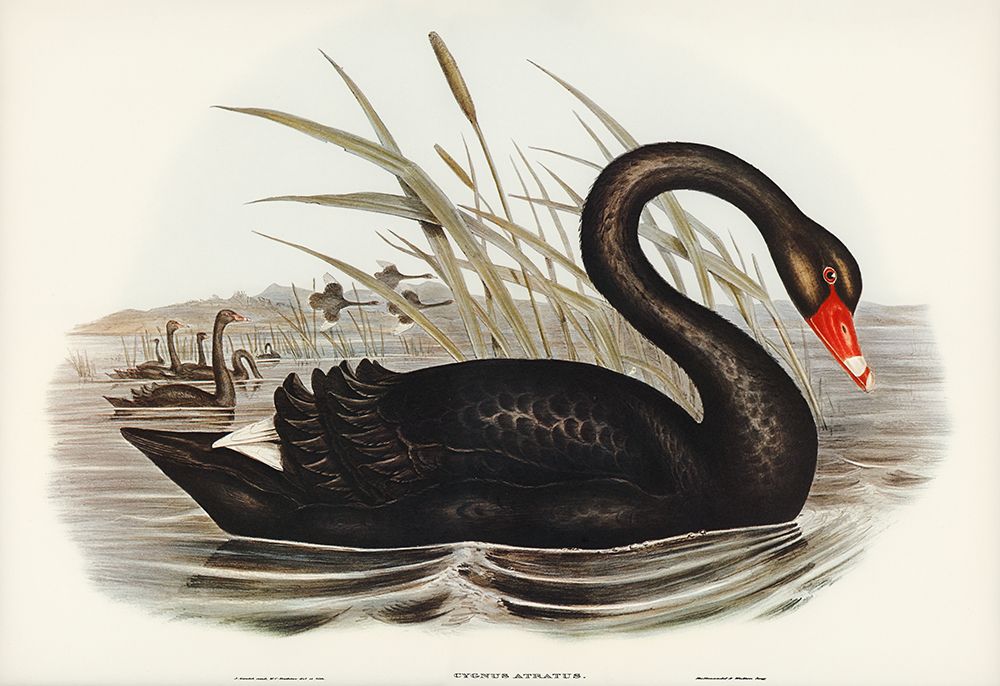 Black Swan-Cygnus atratus art print by John Gould for $57.95 CAD