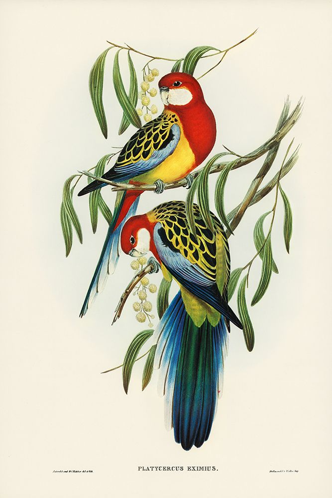 Rose-hill Parakeet-Platycercus eximius art print by John Gould for $57.95 CAD