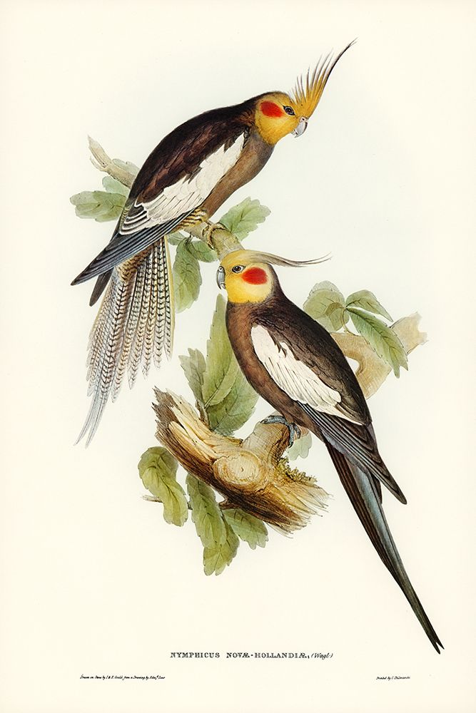Cockatoo Parakeet-Nymphicus Novae Hollandiae art print by John Gould for $57.95 CAD