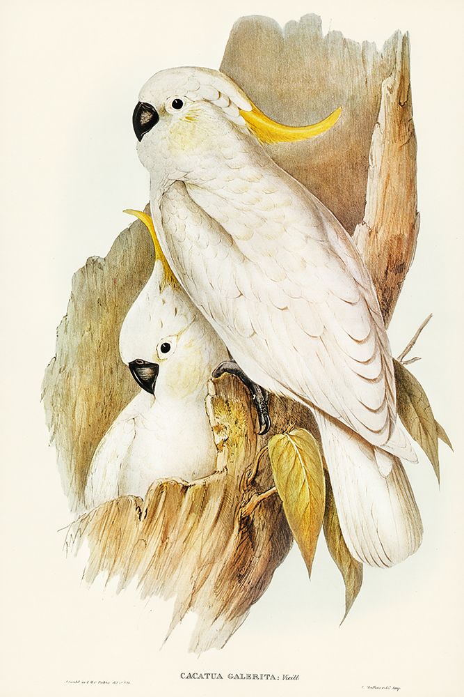 Crested Cockatoo-Cacatua galerita art print by John Gould for $57.95 CAD