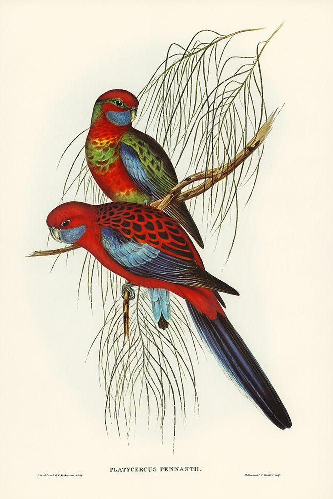 Pennants Parakeet-Platycercus Pennantii art print by John Gould for $57.95 CAD