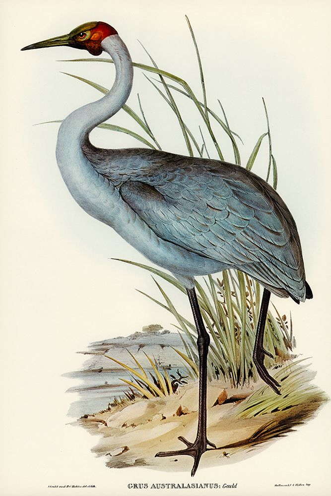 Australian Crane-Grus Australasianus art print by John Gould for $57.95 CAD