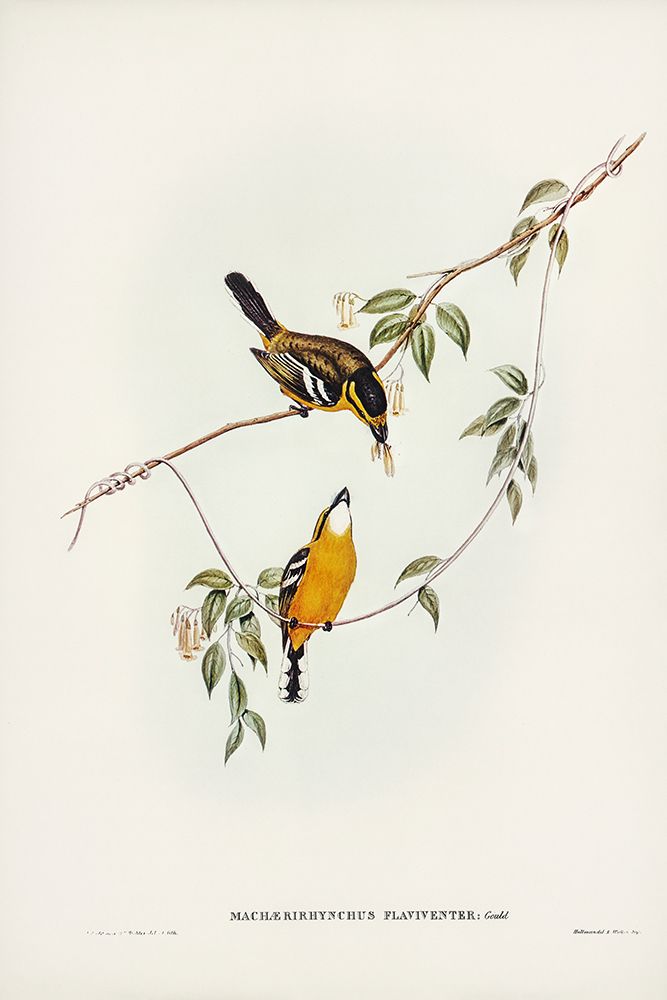 Yellow-breasted Flycatcher-Machaerirhynchus flaviventer art print by John Gould for $57.95 CAD