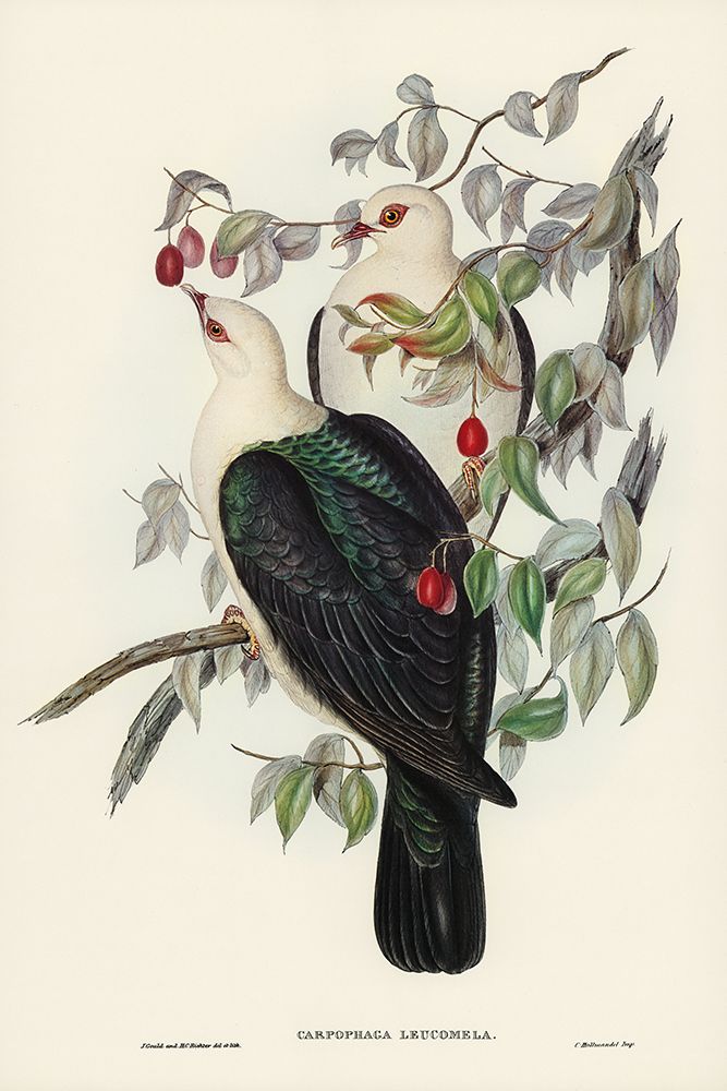 White-headed Fruit Pigeon-Carpophaga leucomela art print by John Gould for $57.95 CAD