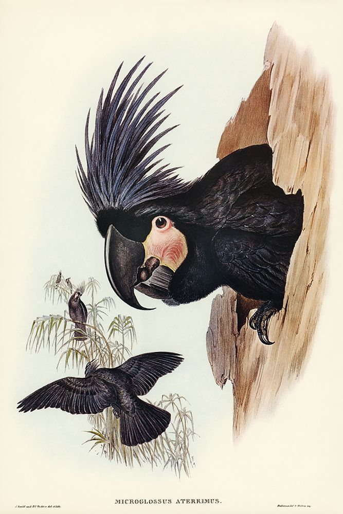 Great Palm-Cuckatoo-Microglossus aterrimus art print by John Gould for $57.95 CAD