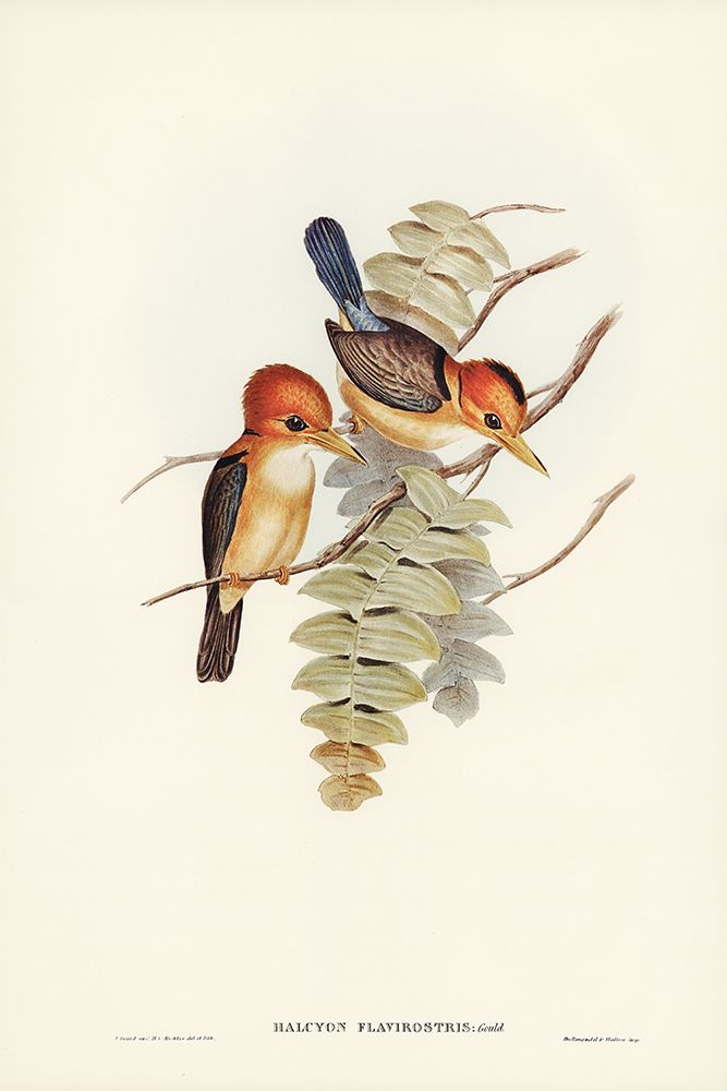 Yellow-billed Kingfisher-Halcyon flavirostris art print by John Gould for $57.95 CAD