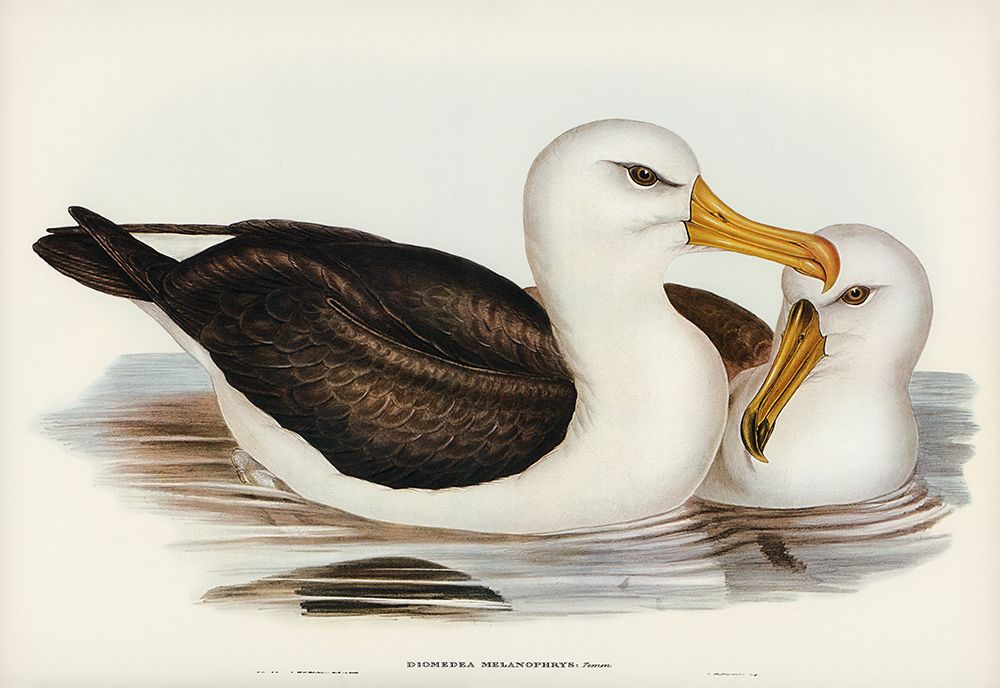 Black-eyebrowed Albatros-Diomedea melanophrys art print by John Gould for $57.95 CAD