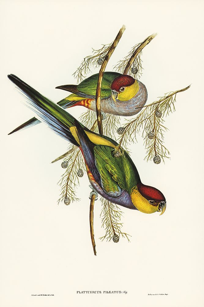 Red-capped Parakeet-Platycercus pileatus art print by John Gould for $57.95 CAD