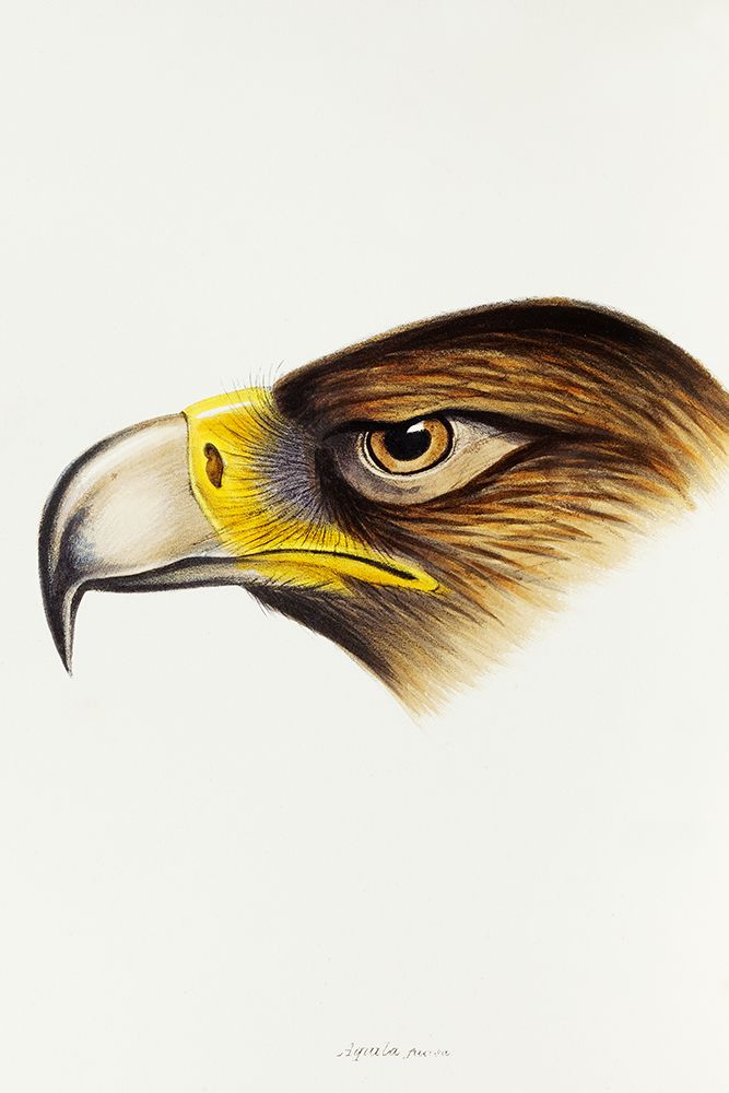 Wedge-tailed Eagle-Aquila fucosa art print by John Gould for $57.95 CAD
