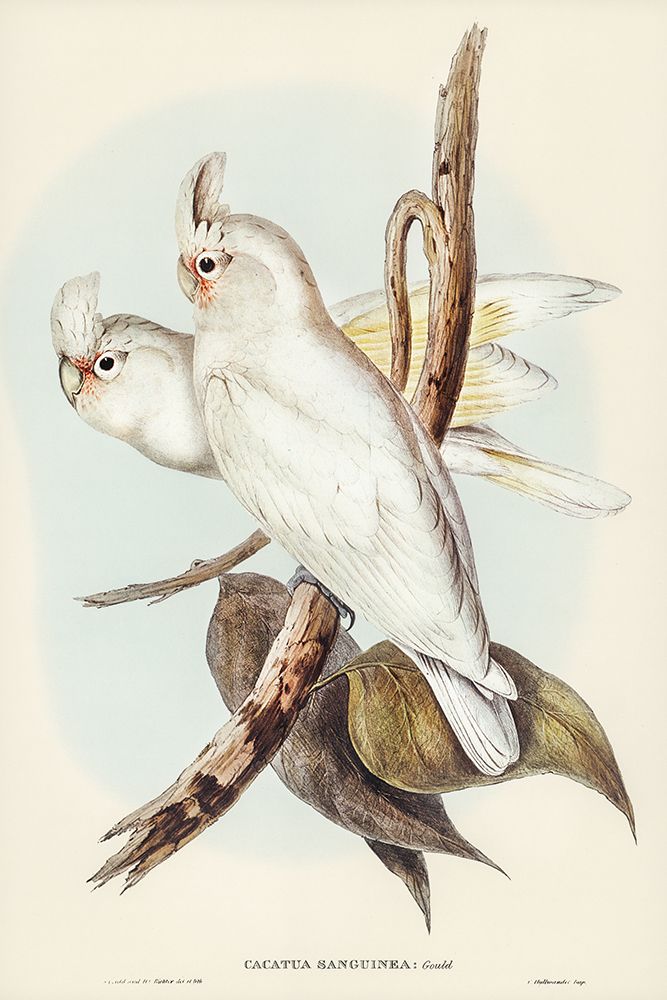 Blood-stained Cockatoo-Cacatua sanguinca art print by John Gould for $57.95 CAD