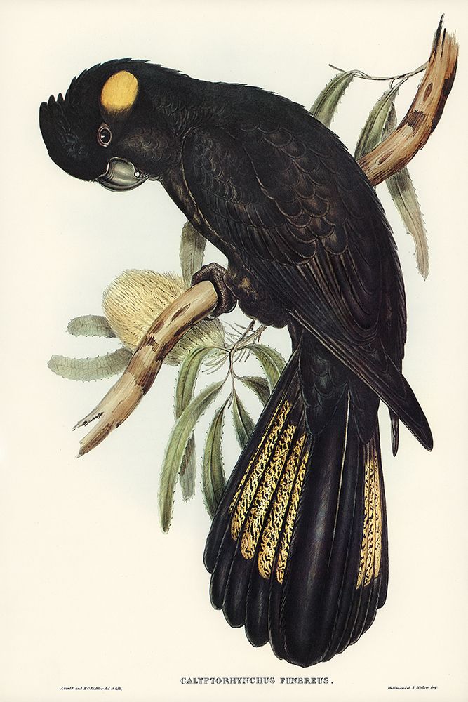 Funereal Cockatoo-Calyptorhynchus funereus art print by John Gould for $57.95 CAD