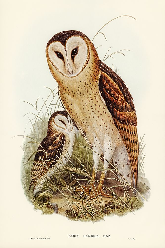 Grass-Owl-Strix candida art print by John Gould for $57.95 CAD