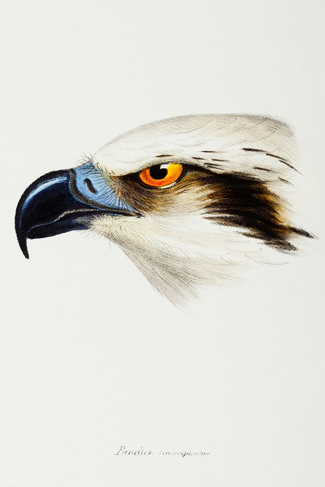 White-headed Osprey-Pandion leucocephalus art print by John Gould for $57.95 CAD