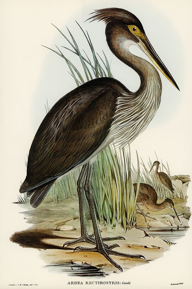 Great-billed Heron-Ardea rectirostris art print by John Gould for $57.95 CAD