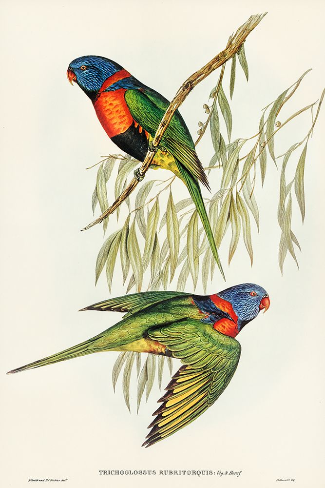 Red-collared Lorikeet-Trichoglossus rubritorquis art print by John Gould for $57.95 CAD