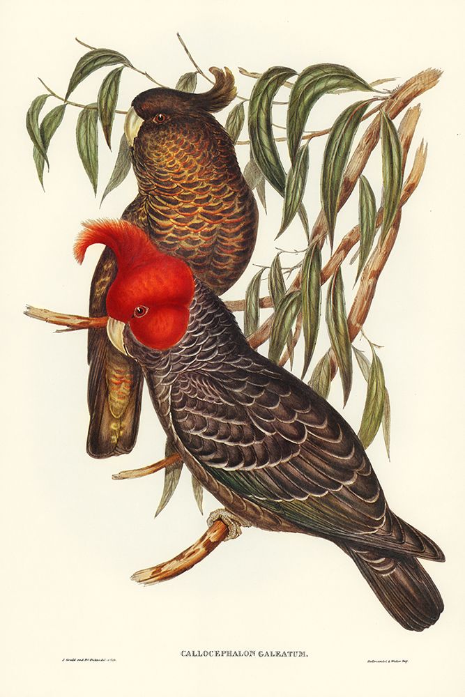 Gang-gang Cockatoo-Callocephalon galeatum art print by John Gould for $57.95 CAD